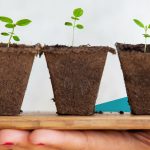 Drei kleine Pflanzen werden von einer Hand gehalten