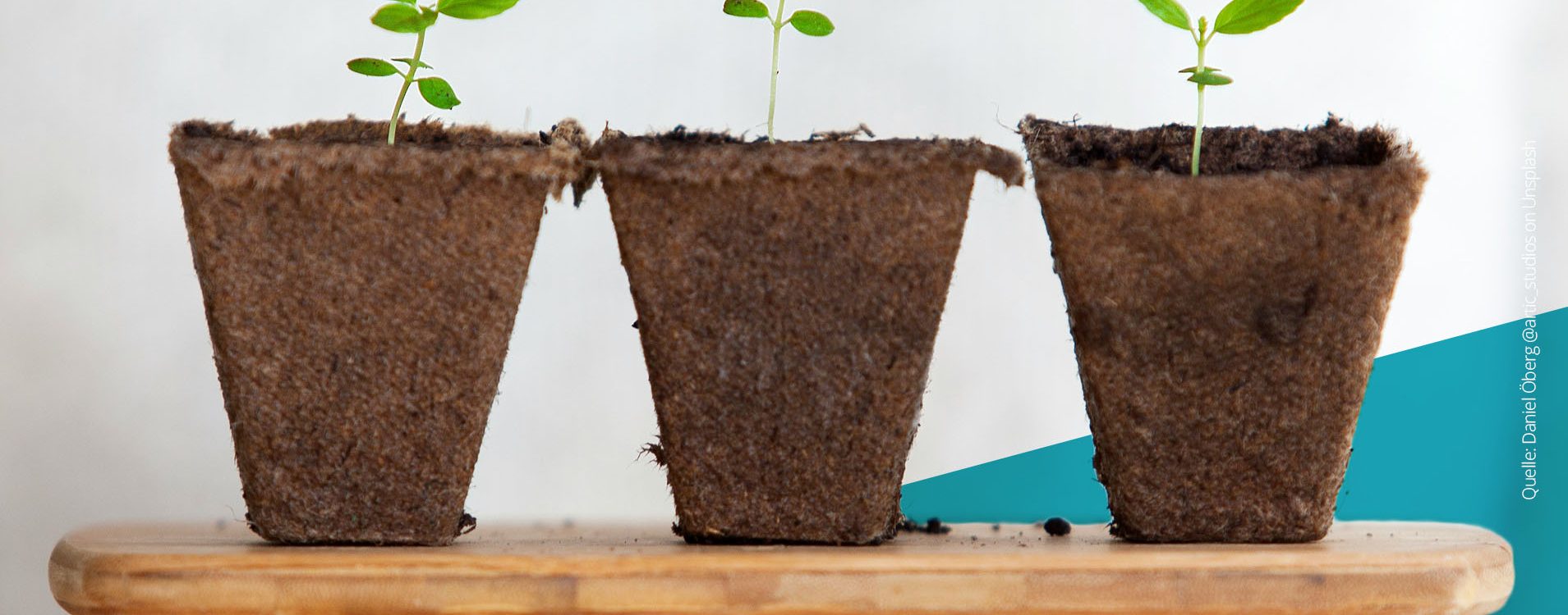 Drei kleine Pflanzen werden von einer Hand gehalten